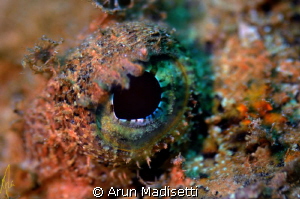 Scorpionfish detail. 
105macro manually focused. (focus ... by Arun Madisetti 